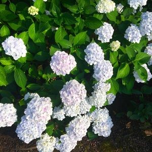 Meet your Posher, Riley